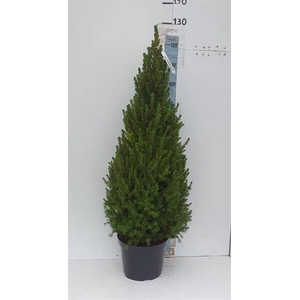 PICEA GL CONICA