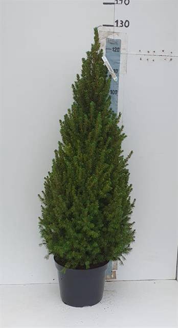 PICEA GL CONICA