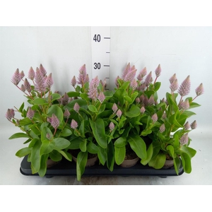 Ptilotus exaltatus 'Joey'