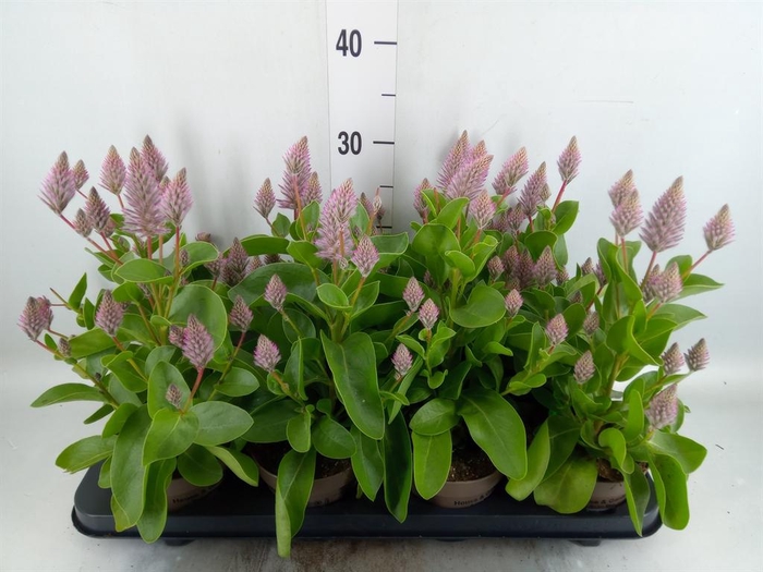 <h4>Ptilotus exaltatus 'Joey'</h4>