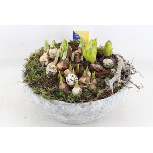 arr4 Bollenmix MB - Beton schaal XL los