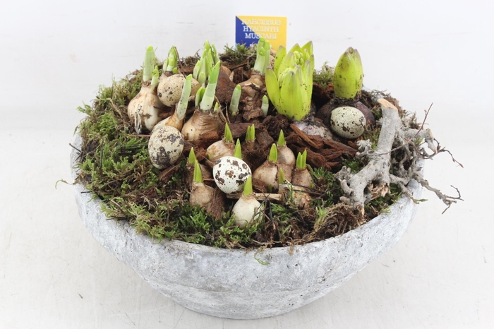 <h4>arr4 Bollenmix MB - Beton schaal XL los</h4>