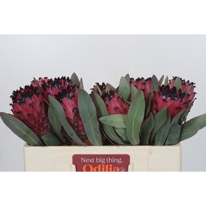 PROTEA MA RED BEAUTY