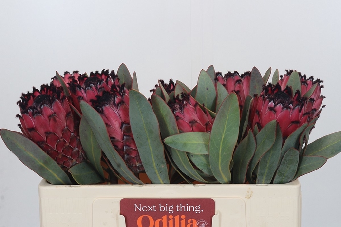 <h4>PROTEA MA RED BEAUTY</h4>