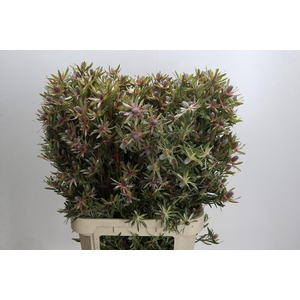 Leucadendron Ayoba Star Pearl
