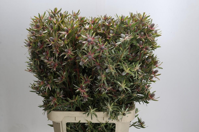 <h4>Leucadendron Ayoba Star Pearl</h4>