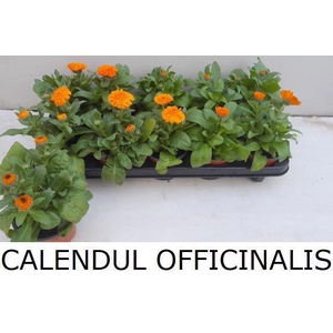 CALENDUL OFFICINALIS