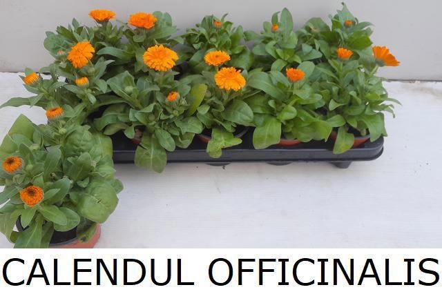 <h4>CALENDUL OFFICINALIS</h4>