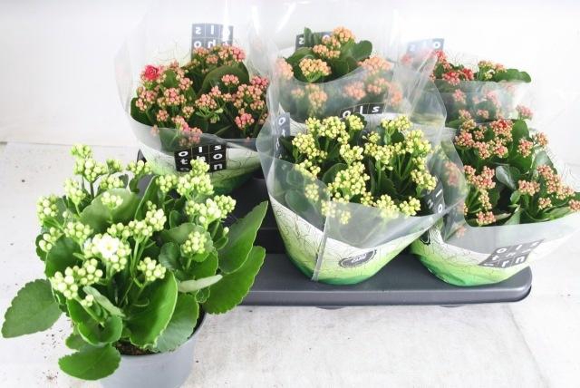 <h4>KAL GE GEM 5 KL</h4>