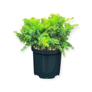 Juniperus c. 'Allgold'