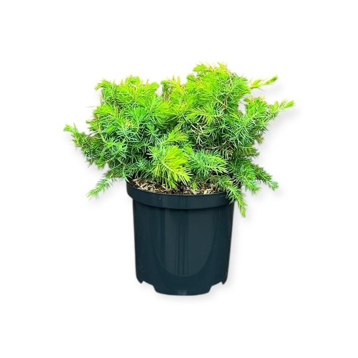 <h4>Juniperus c. 'Allgold'</h4>