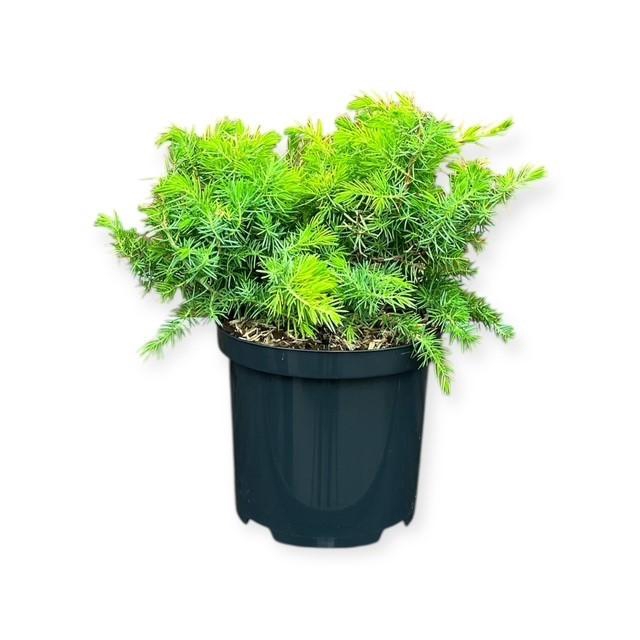 Juniperus c. 'Allgold'