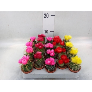 Cactus   ...decorated