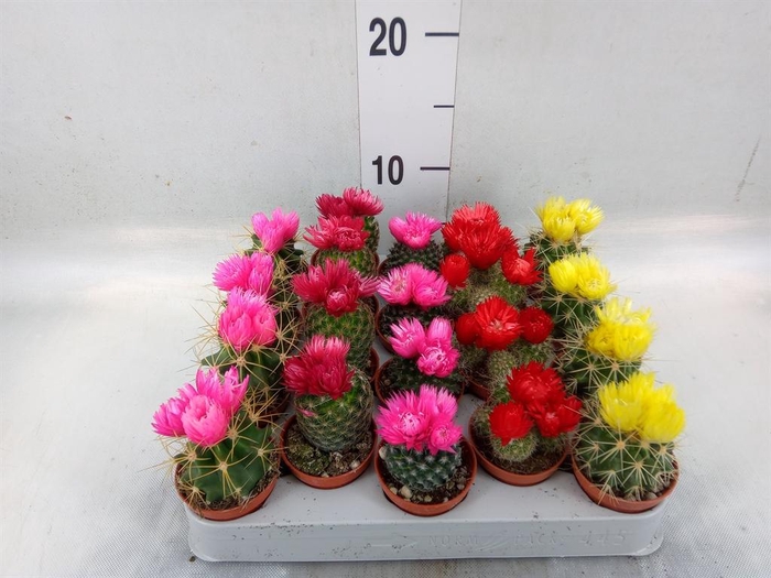 <h4>Cactus ...decorated</h4>