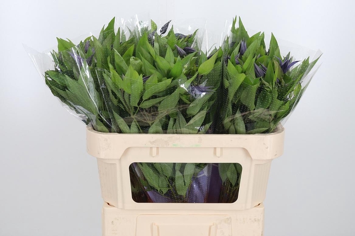 <h4>Clem Amazing Oslo</h4>