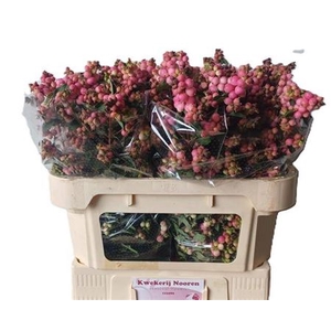 Sympho Mag Ruby Fall