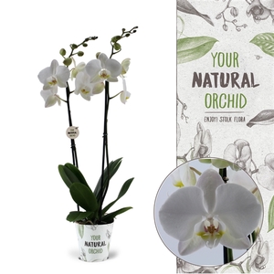 Your Natural Orchid | Inverness | Phalaenopsis 2 spike