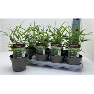 ZINGIBER OFFICINALE
