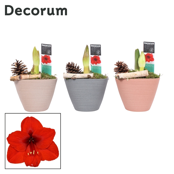 <h4>Amaryllis Rood 2 Knop Kaja HERFST (Decorum)</h4>