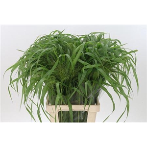 Siergras Panicum Fountain