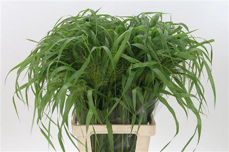 <h4>Siergras Panicum Fountain</h4>