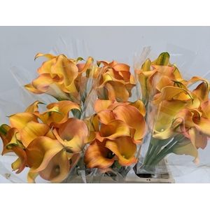 Calla Capt Serengeti