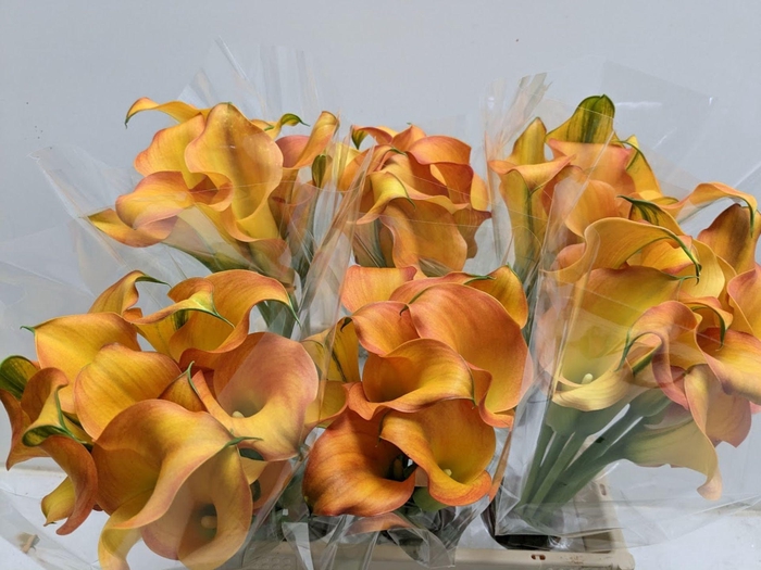 <h4>Calla Capt Serengeti</h4>