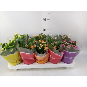 Kalanchoe blos.   ..rosebud mix  5