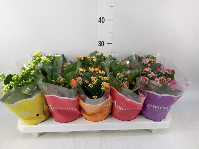 <h4>Kalanchoe blos.   ..rosebud mix  5</h4>