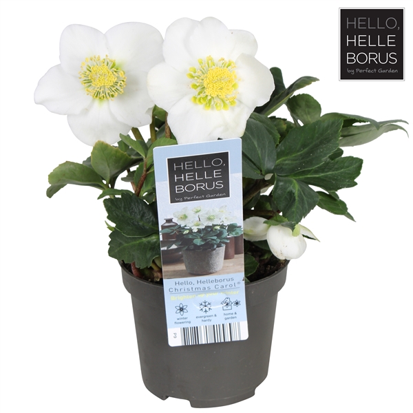 Helleborus niger 'Christmas Carol' P9