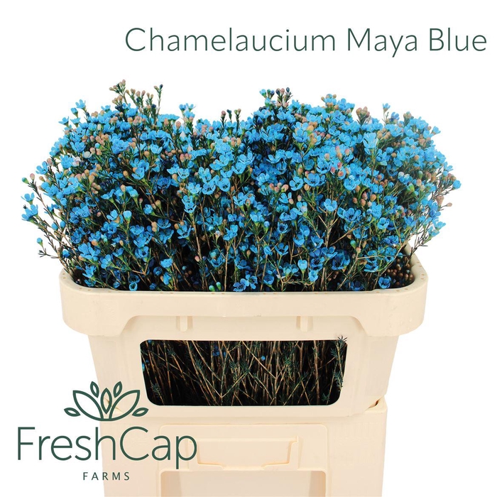 <h4>Chamelaucium Maya Blue</h4>