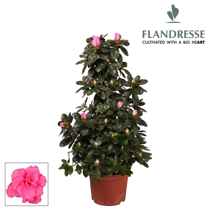 <h4>Azalea Flandresse® piramide 'roze' 65 cm</h4>