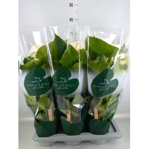 Anthurium andr. 'Samora'