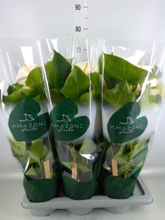 <h4>Anthurium andr. 'Samora'</h4>