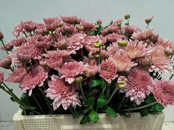 <h4>CHR TBU GOMPIE ROSE</h4>