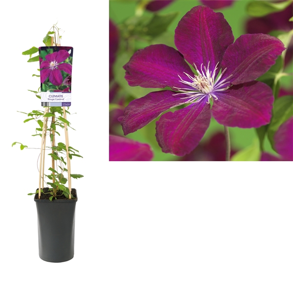 <h4>Clematis 'Rouge Cardinal' +light label</h4>