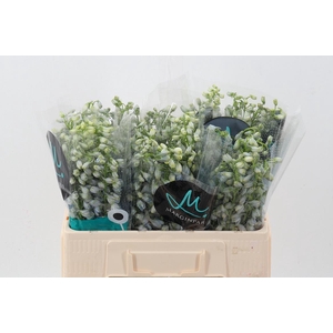 Delph Du Guard Laven