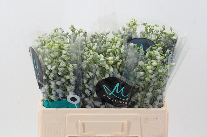 <h4>Delph Du Guard Laven</h4>