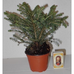 PICEA ABIES P9