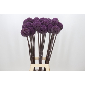Allium Summer Drummer