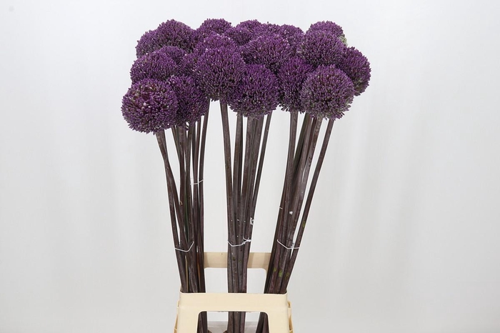 <h4>Allium Summer Drummer</h4>
