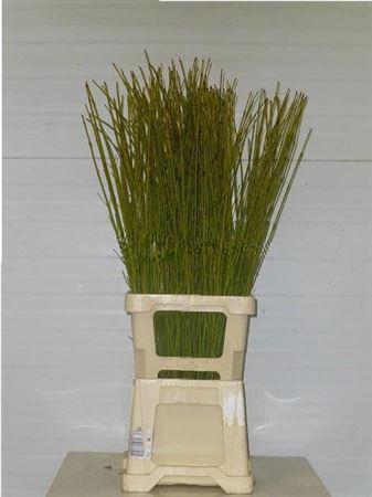 <h4>Cornus S Flaviramea</h4>