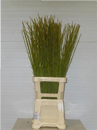 <h4>Cornus S Flaviramea</h4>