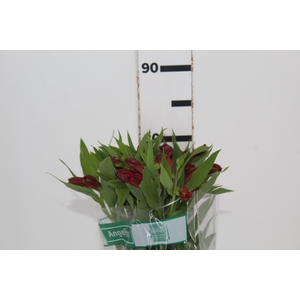 ALSTROEMERIA ANGELINA 080 CM