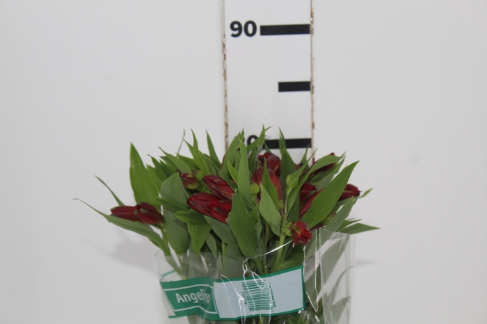 <h4>ALSTROEMERIA ANGELINA 080 CM</h4>