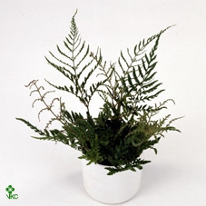 Dryopteris erythrosora Proli