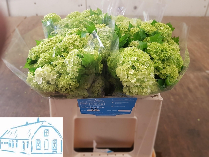 <h4>VIBURNUM ROSEUM ST</h4>