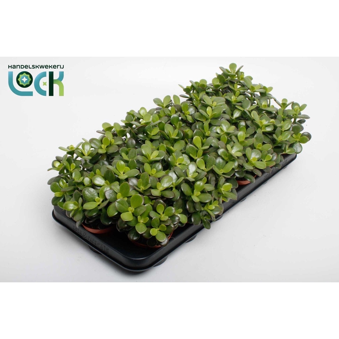 <h4>CRASS MINOR</h4>