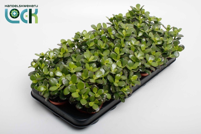 <h4>Crassula Minor</h4>