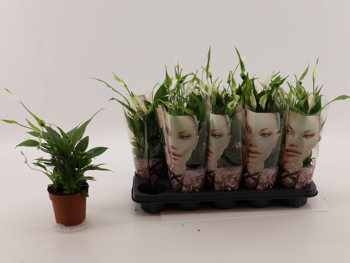 <h4>SPATH ALANA</h4>